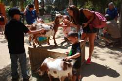 All ages with goats